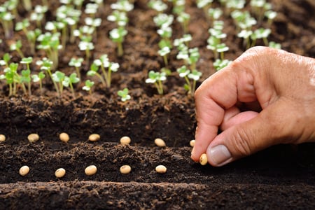 planten van zaadjes